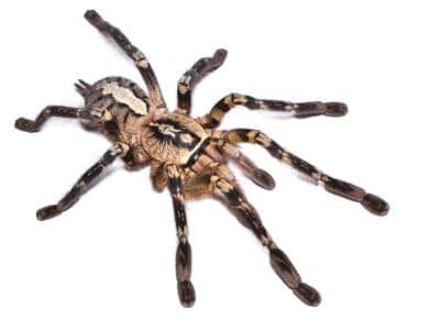 A Spider Spirit Animal Symbolism & Meaning