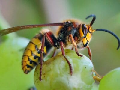 A Wasp Quiz: Test Your Knowledge!