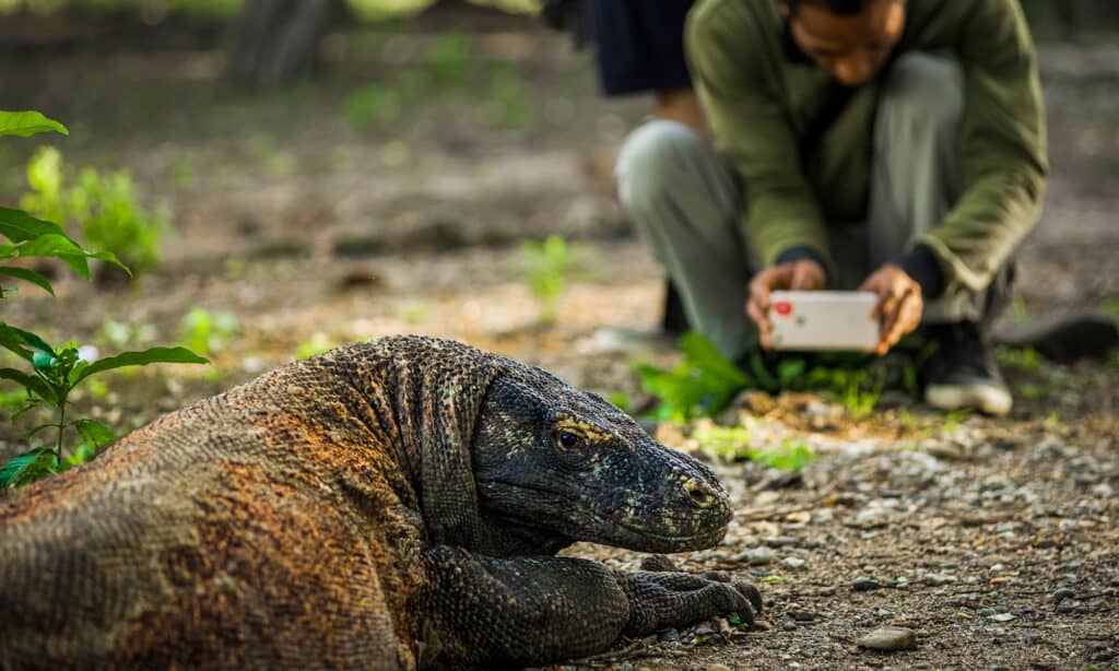 Komodo dragon or varanus komodoensis 