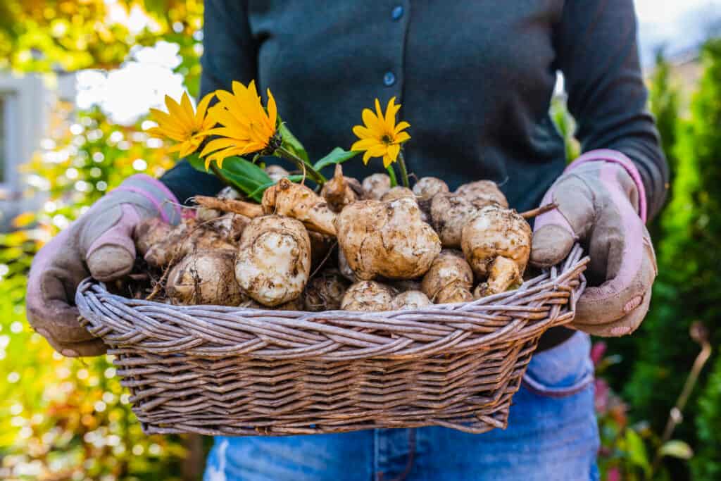 Jerusalem artichoke tubers in a basket