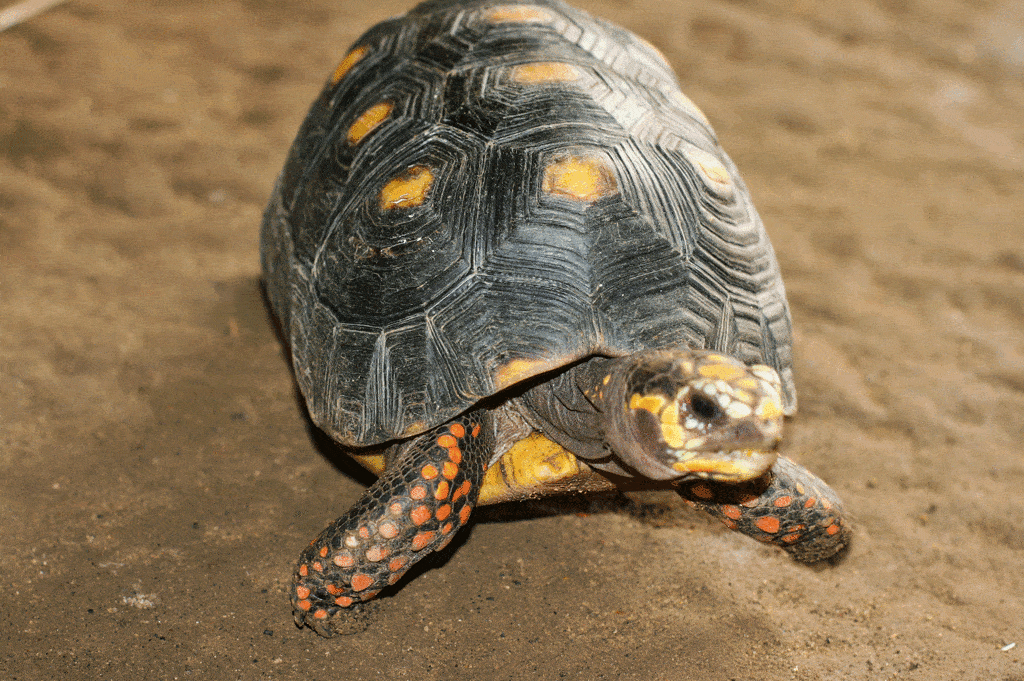 Giant Tortoise feeding in the Galapagos Islands