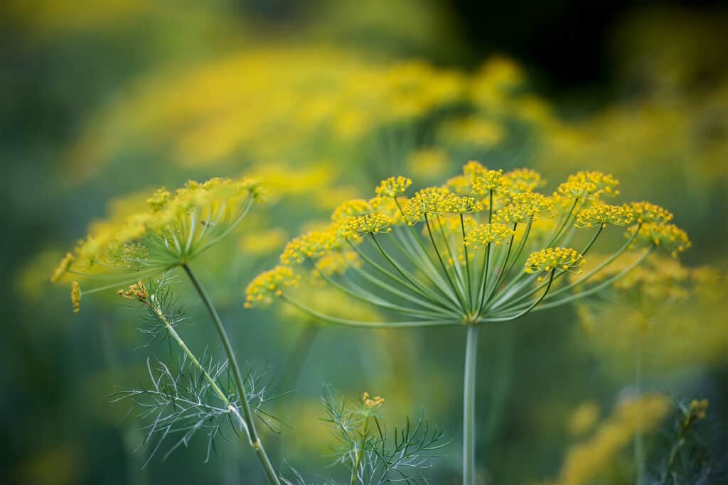 Fennel