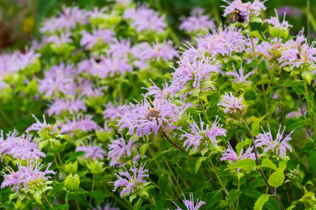 Wild Bergamot field