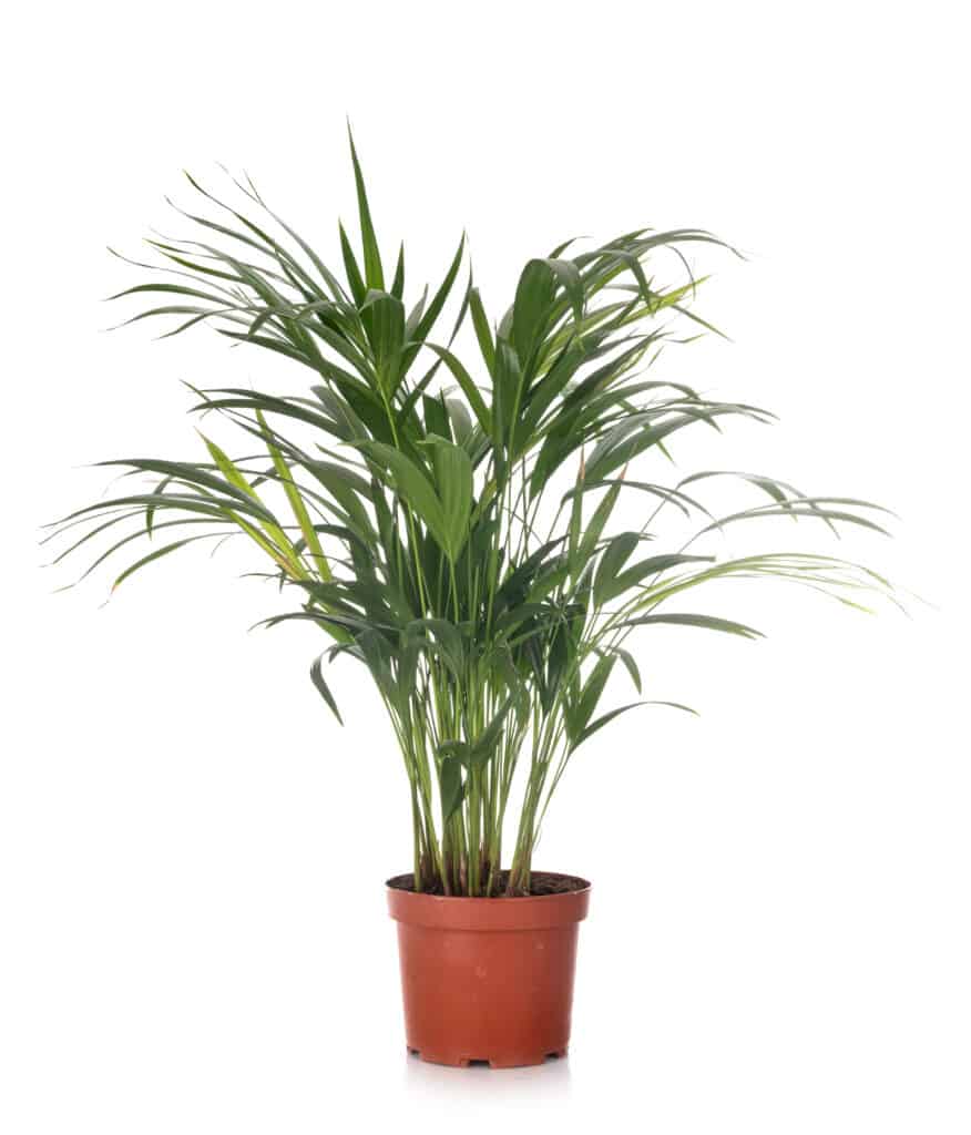 Kentia palm in pot