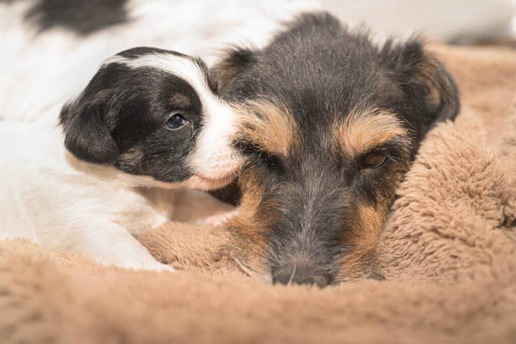 dog nuzzling mother