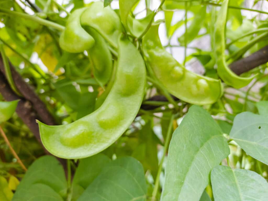 An image of lima beans. 