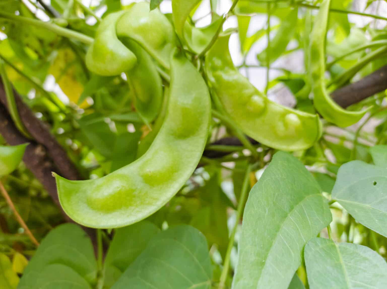 Lentils vs. Beans: What are the Differences? - A-Z Animals