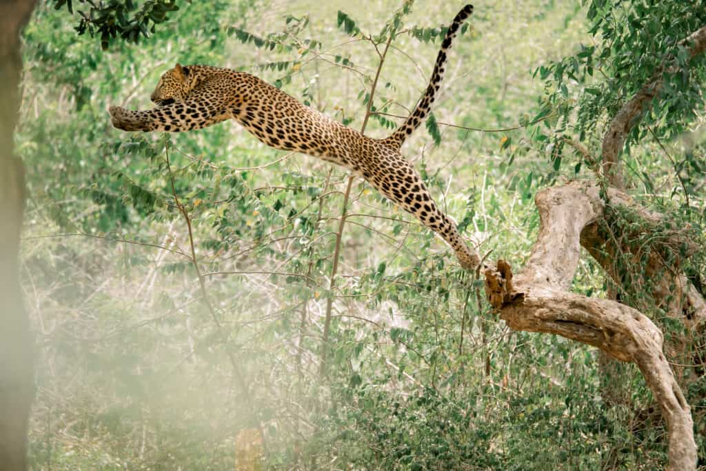 leopard pouncing