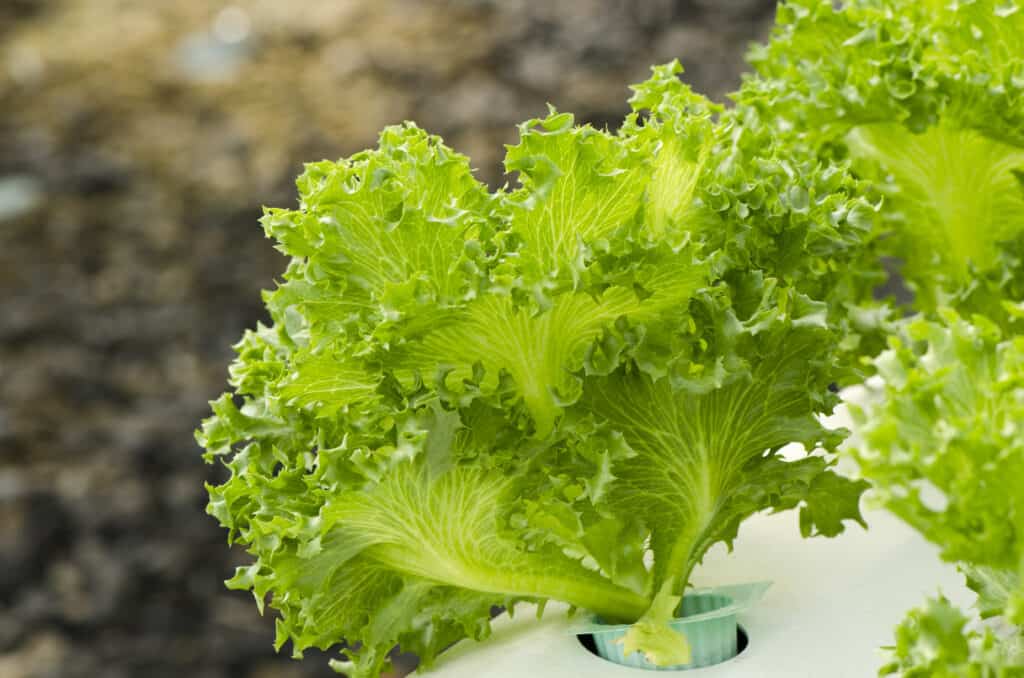 Green leaf lettuce