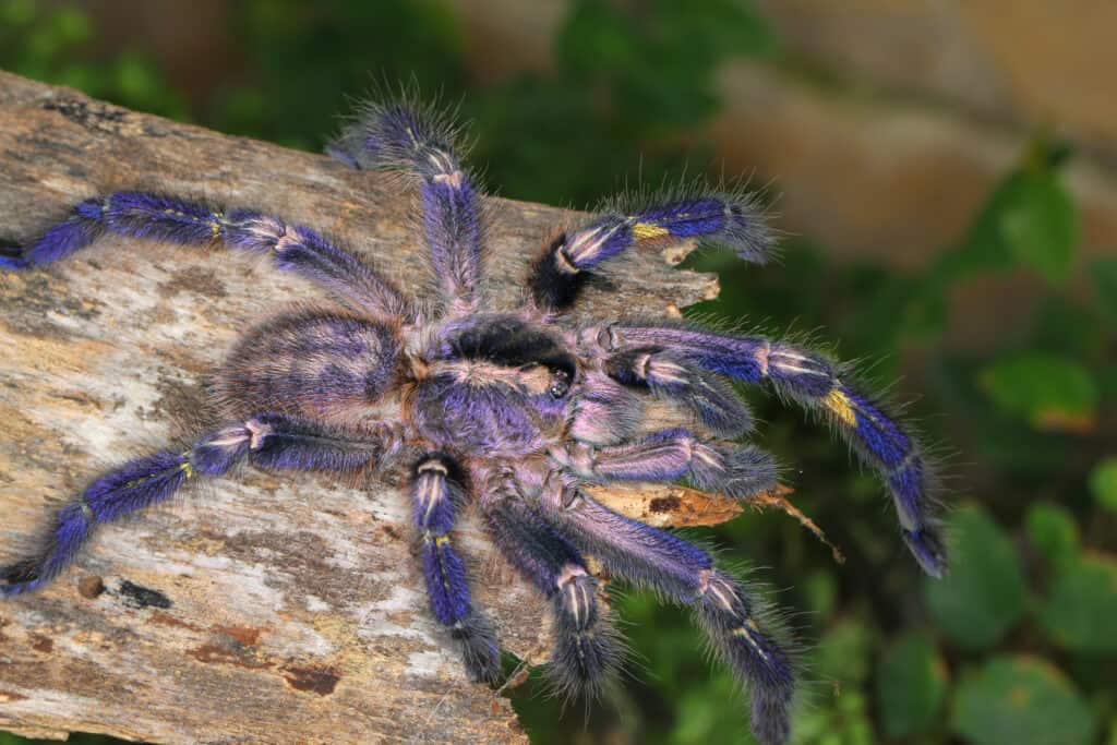 Gooty sapphire ornamental Tarantula (Poecilotheria metallica, Theraphosidae)