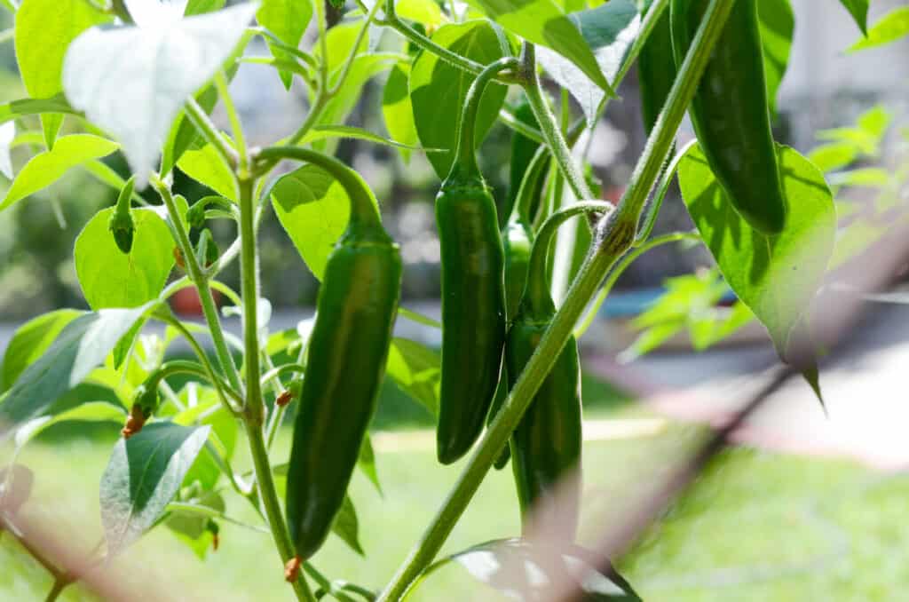 Jalapeno pepper tree with group of hanging fruit.