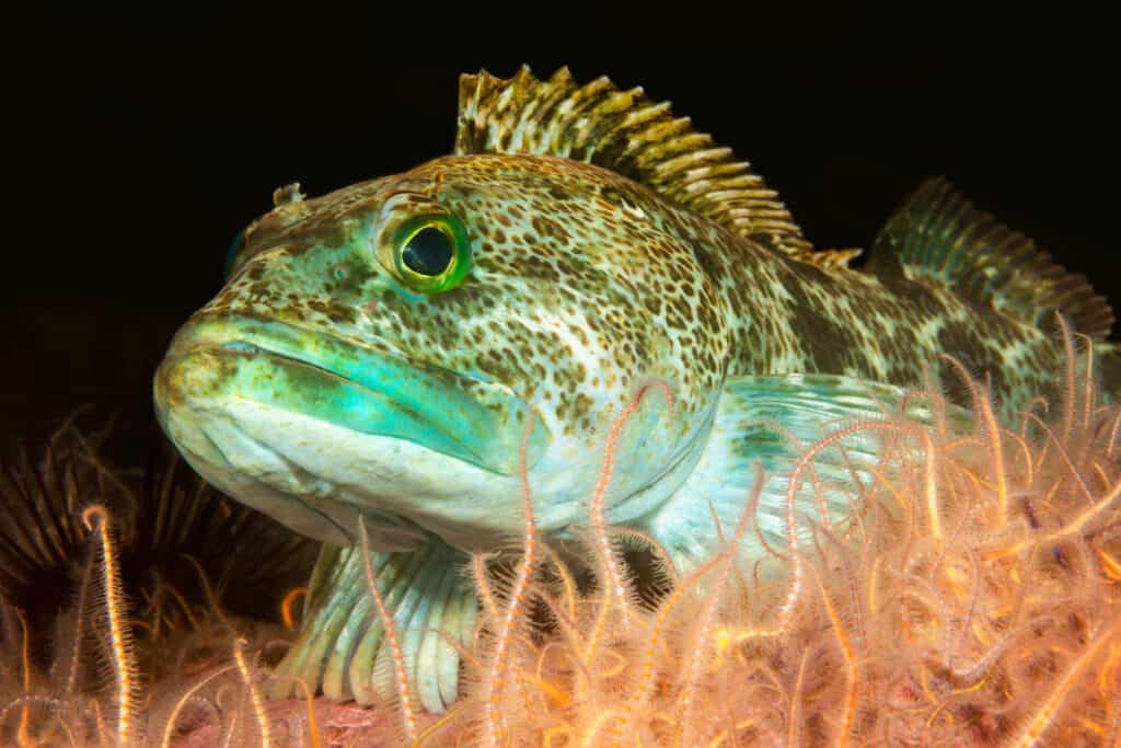 Lingcod