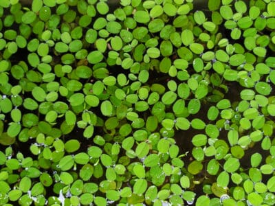 A Salvinia Minima vs. Duckweed: 5 Major Differences Between These Aquatic Plants