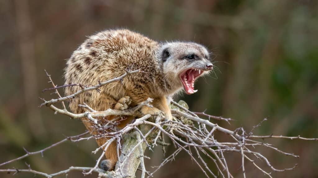 Mongoose teeth