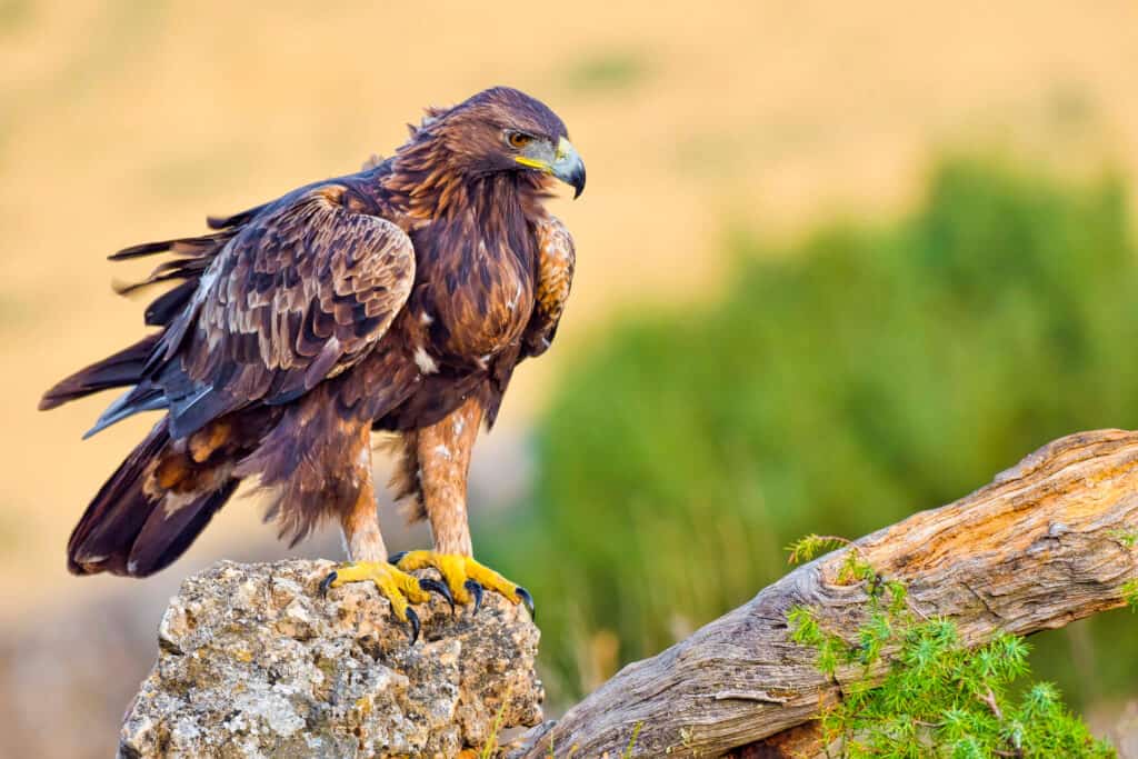 The golden eagle is the national bird of Mexico.