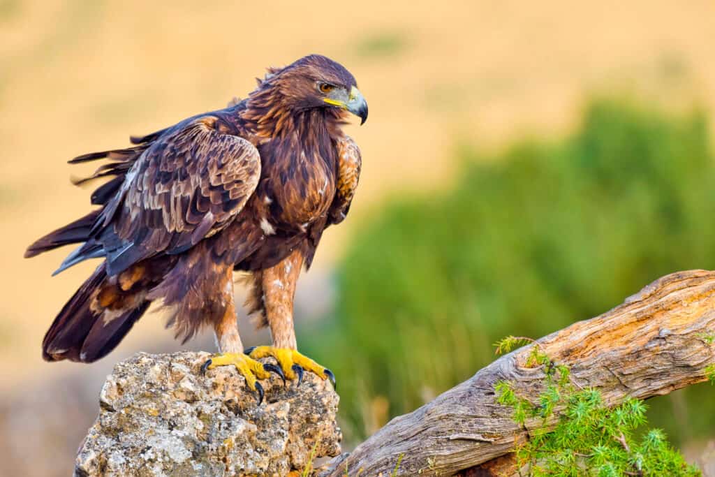 El águila real: el ave nacional de México