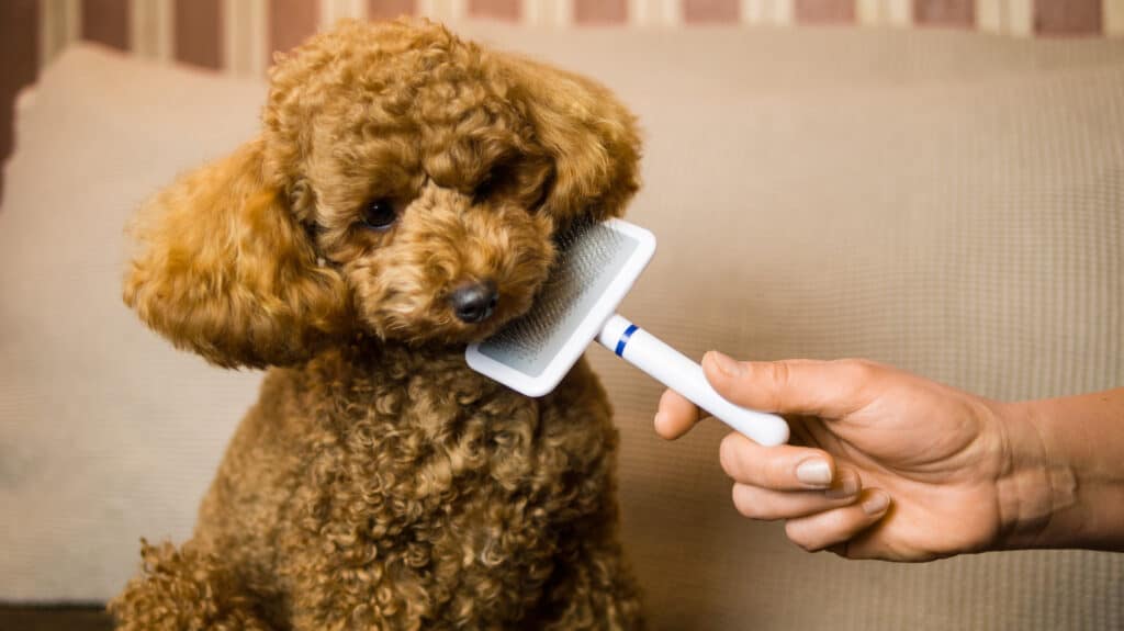 combing poodle hair