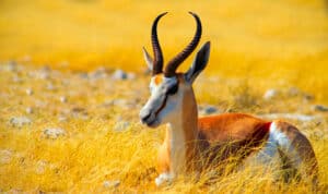 Antelope Meat: The Pros and Cons of Eating Antelope Meat – What You Need to Know Picture