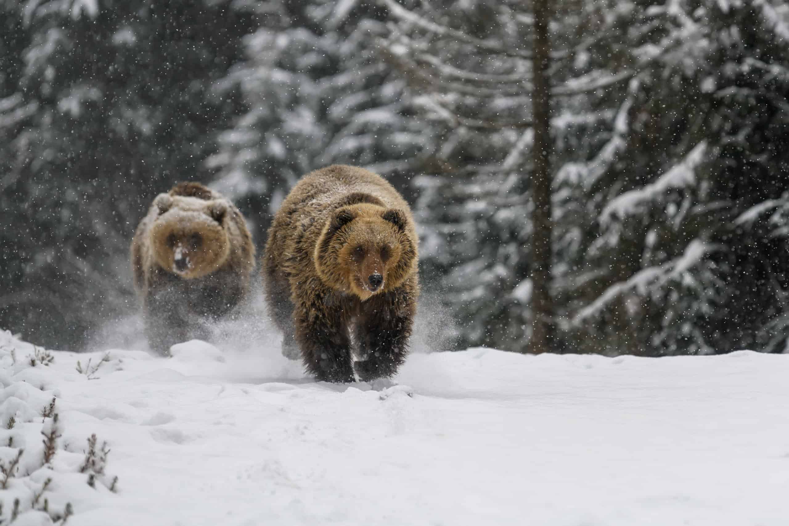 grizzly bears