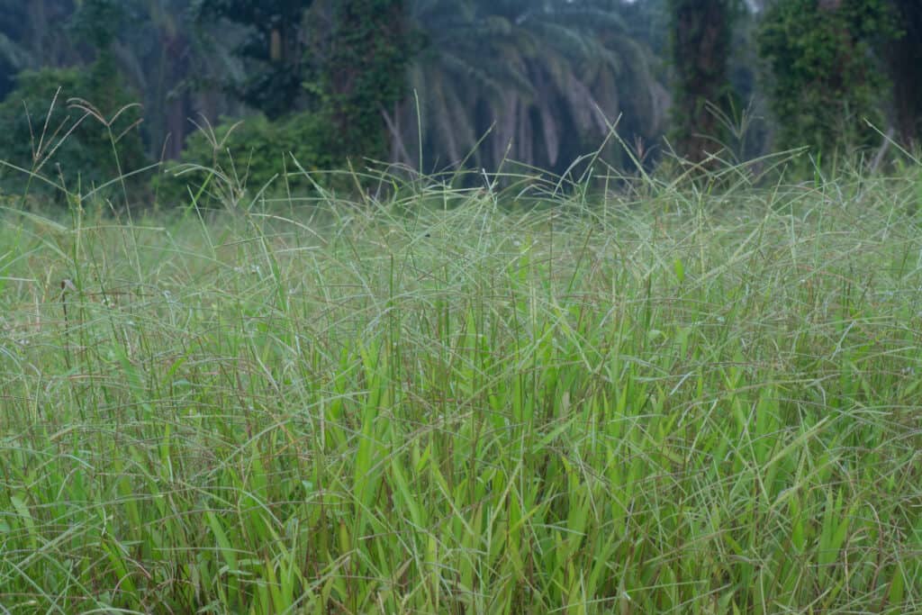 หญ้าบาเฮียเติบโตในป่า