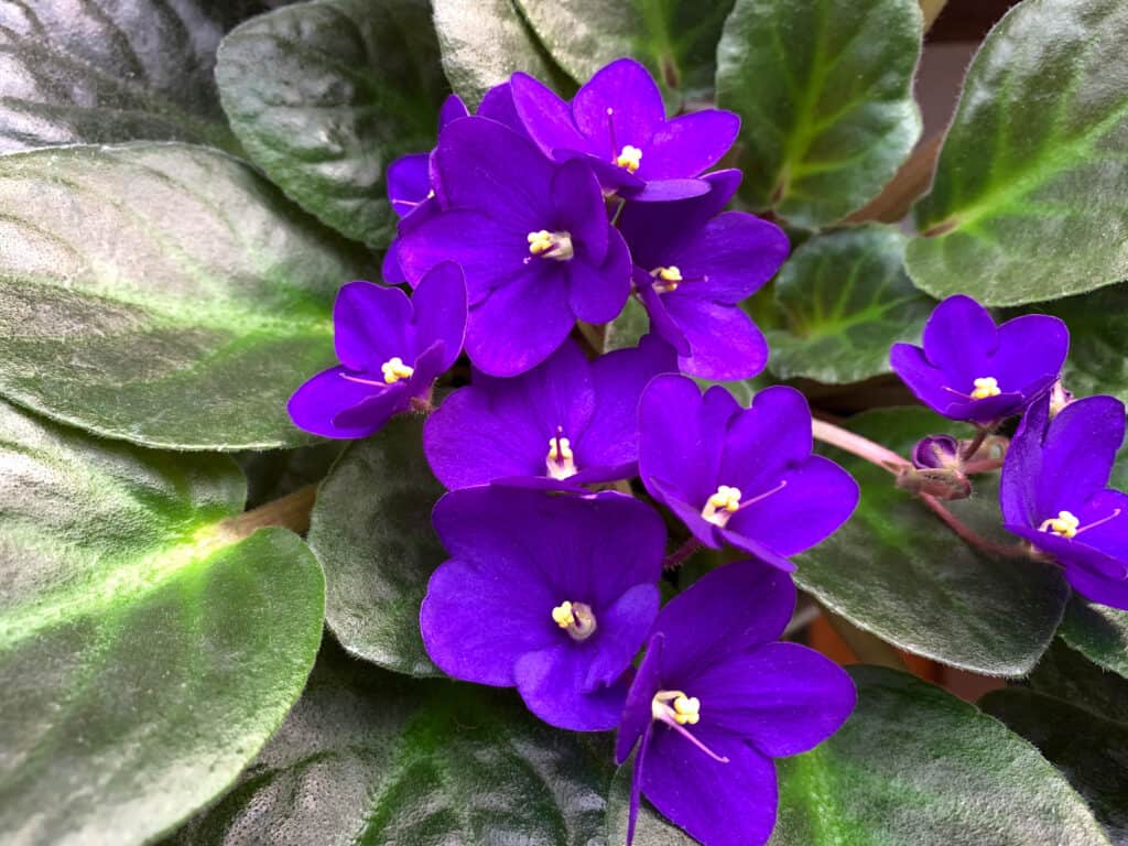 African violet