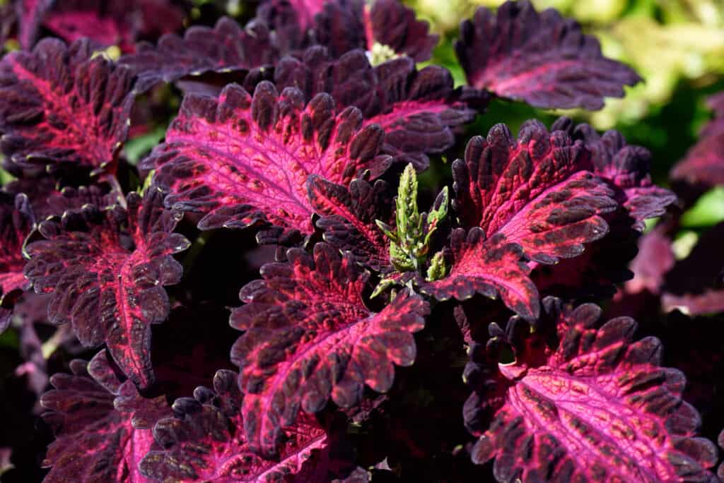 Black Dragon coleus