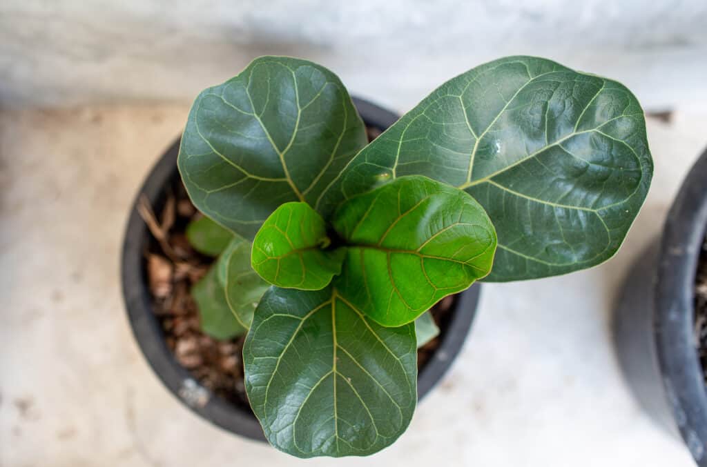 Fiddle leaf fig tree in a black pot, top view.