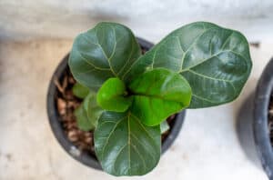 Ficus Audrey vs. Fiddle Leaf Fig: What’s the Difference? Picture