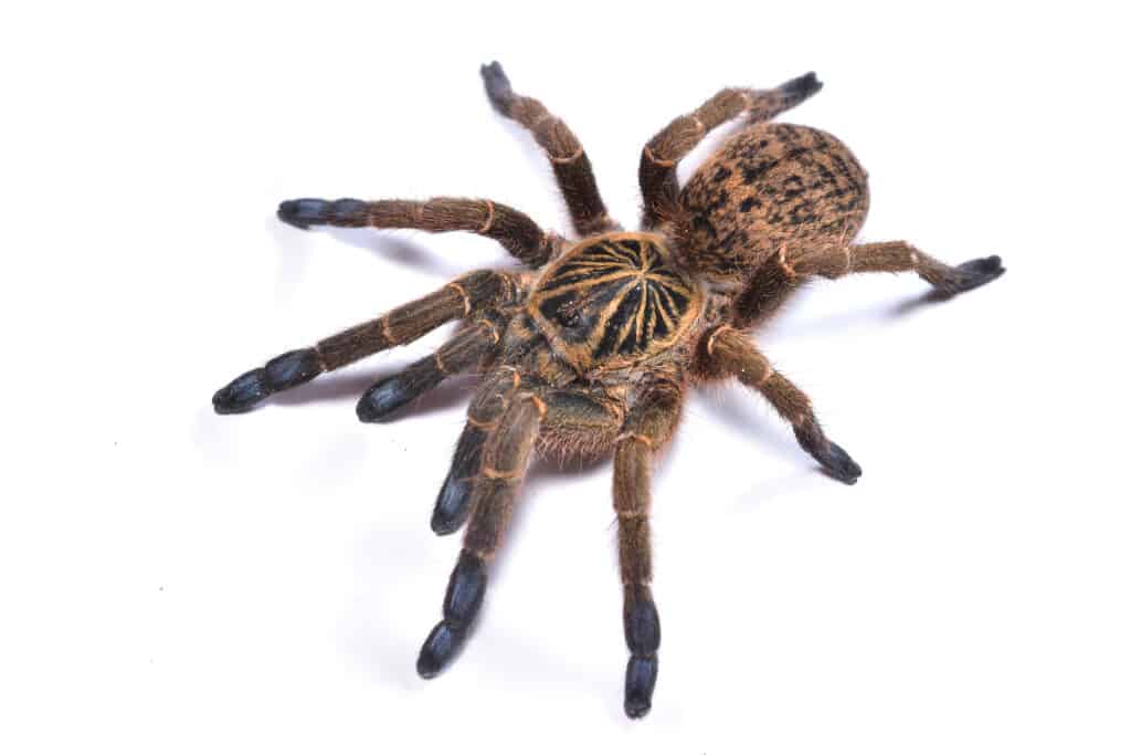 Close-up picture of the blue-foot baboon spider or trap-door tarantula Idiothele mira (Araneae: Theraphosidae) from KwaZulu-Natal, South Africa, photographed on white background.
