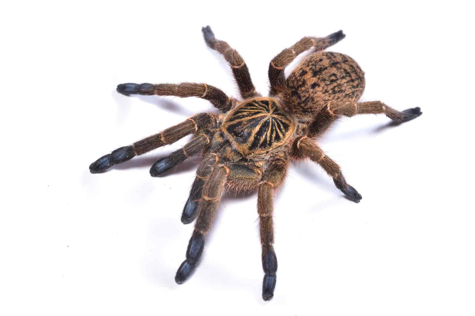 Species of Tarantula: The Complete List of Tarantula Breeds - A-Z Animals