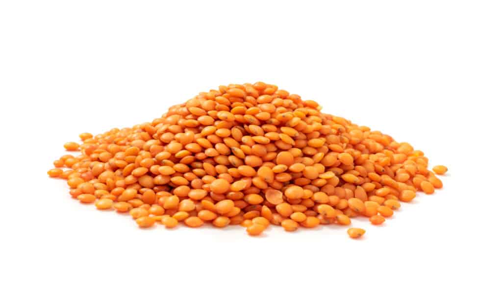 orange lentils