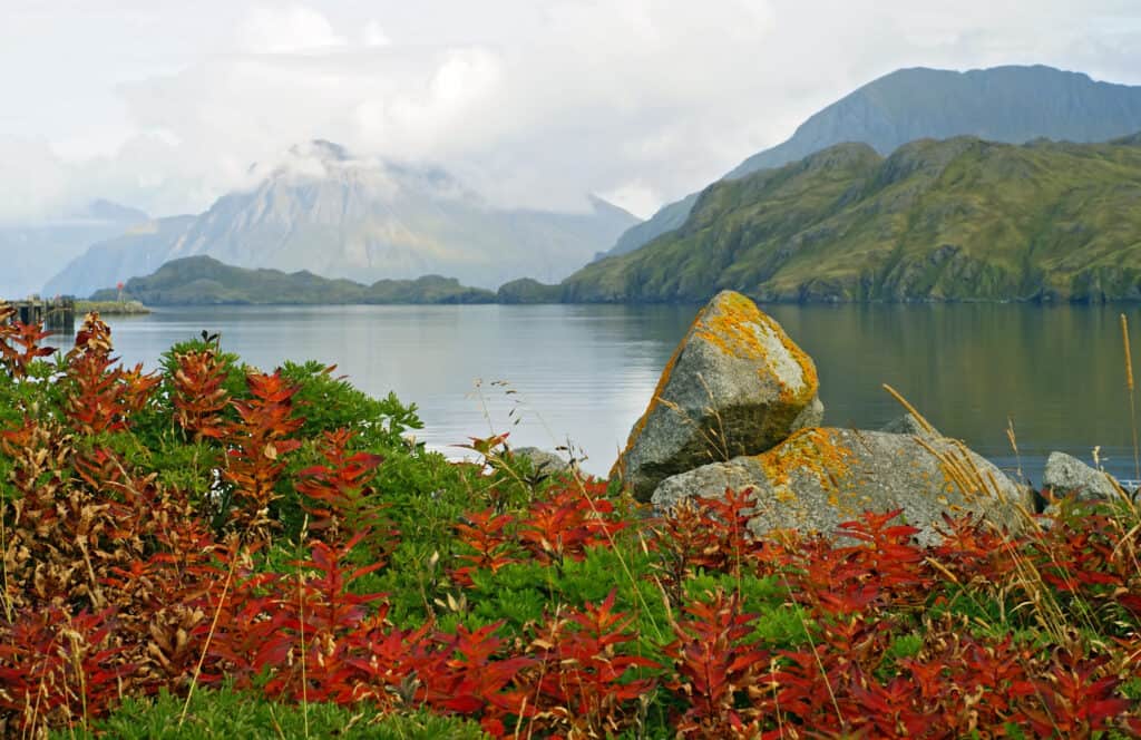 Fall foliage in Adak, Alaska