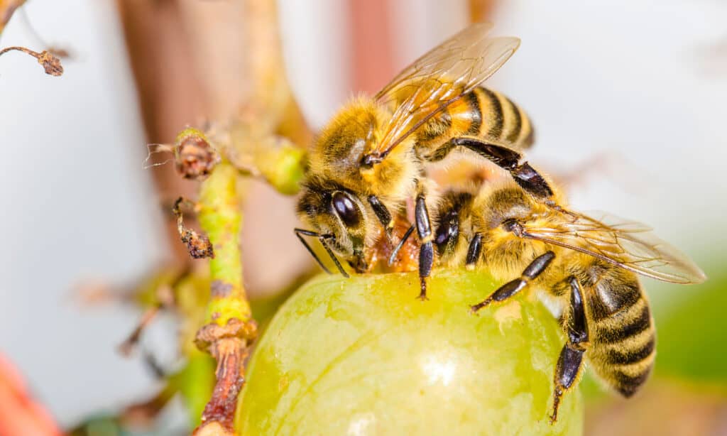 How Many Legs Do Bees Have? 7 Interesting Facts About Bee Anatomy