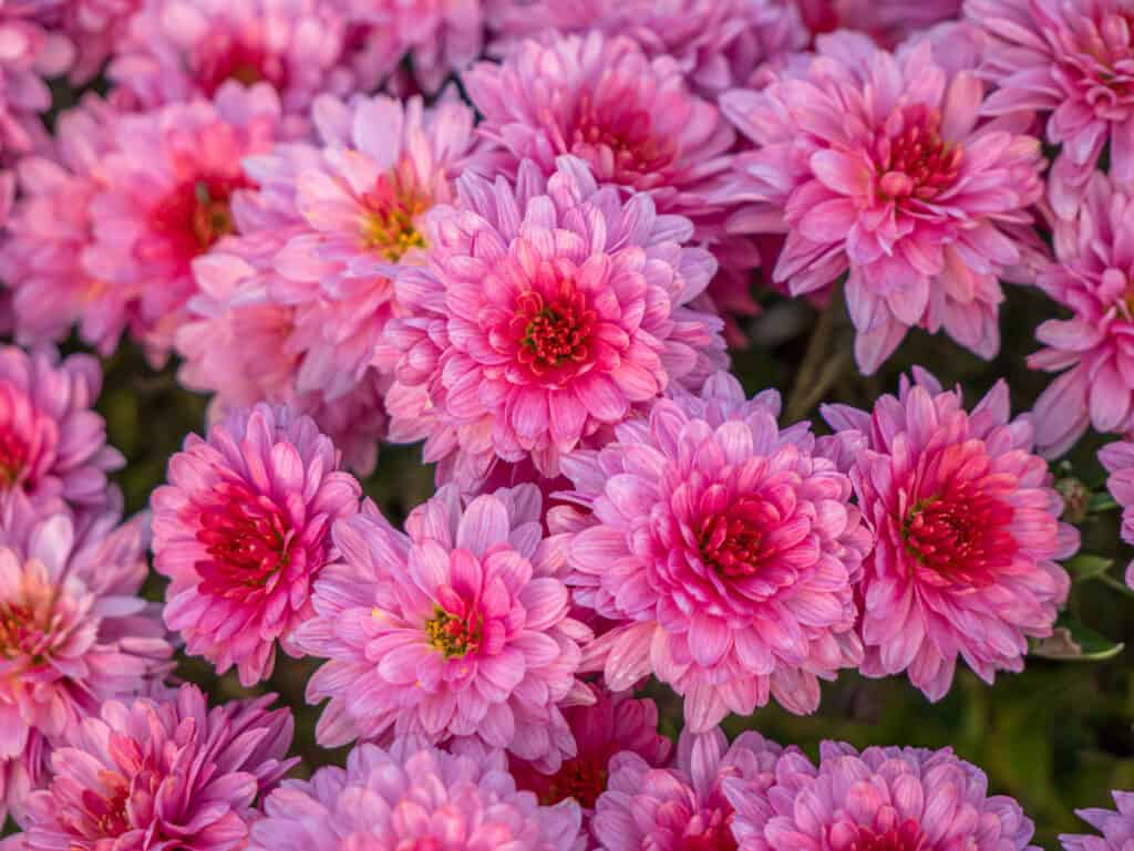 Chrysanthemums are associated with longevity and rebirth.