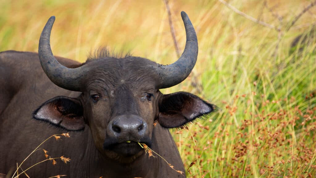 Buffalo calf