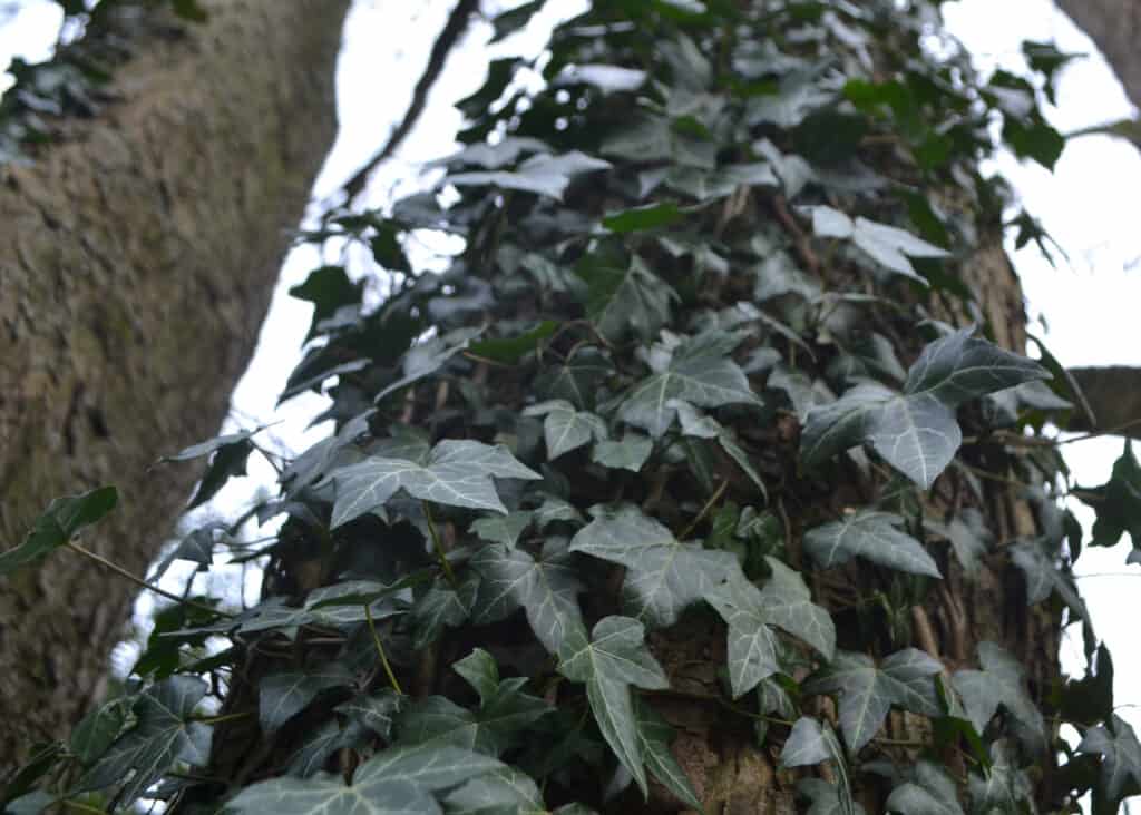 english ivy in winter
