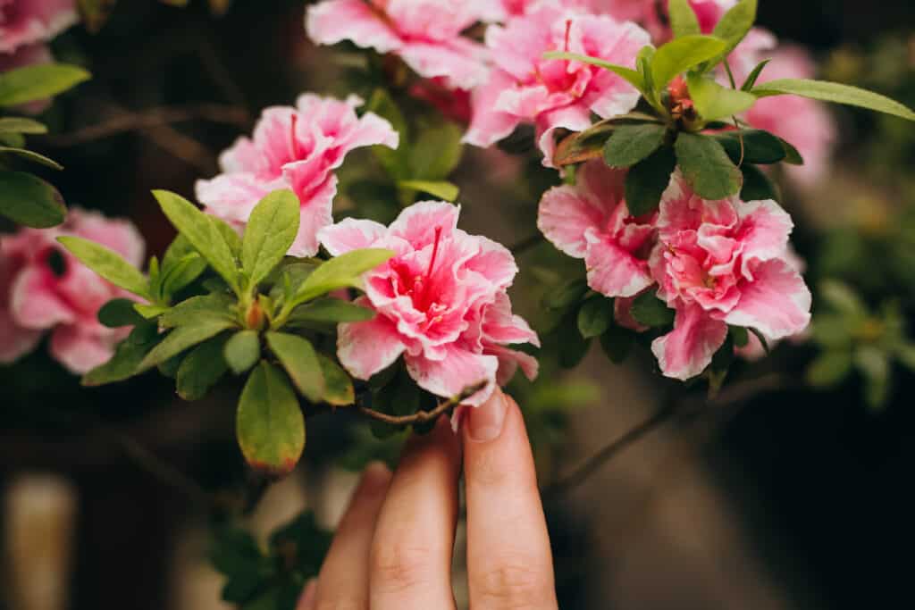 Potted azalea flower macro background