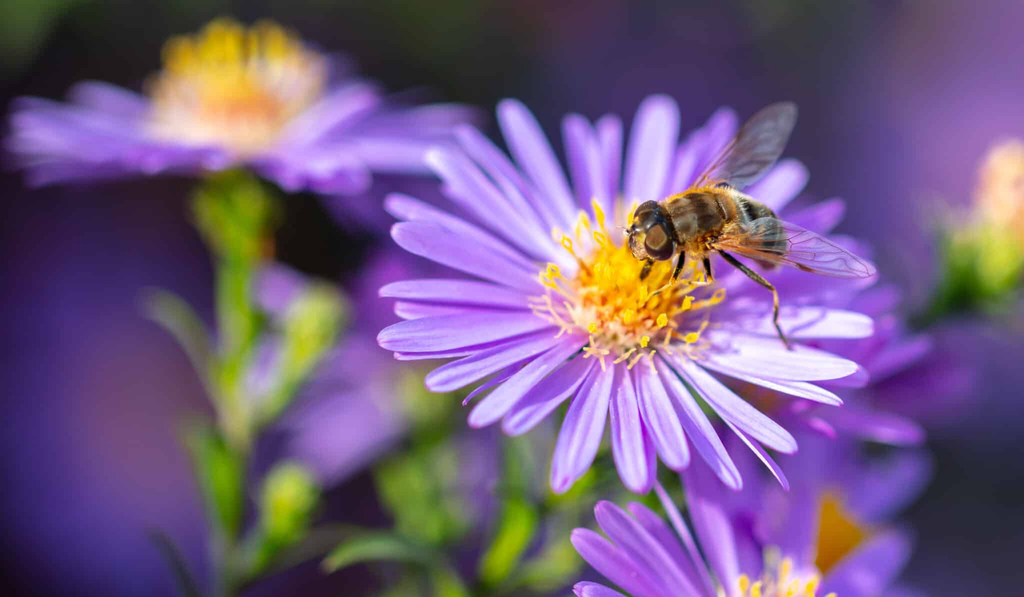 Bee Spirit Animal Symbolism & Meaning - A-Z Animals