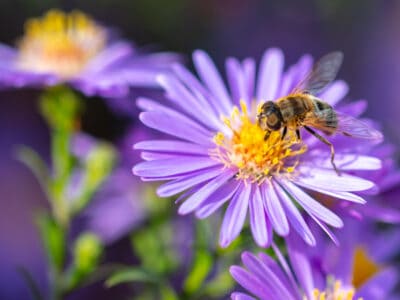 A 8 Plants That Attract Bees