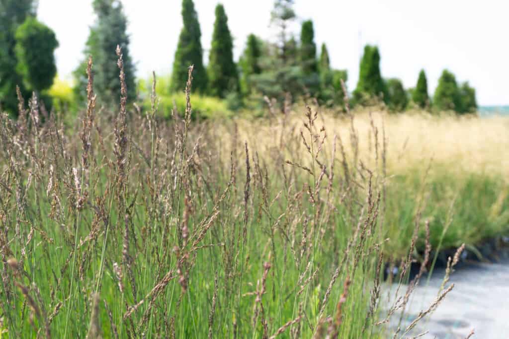 purple moor-grass