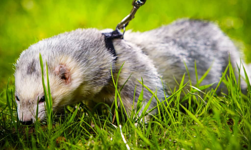 Silver Mitt Ferret