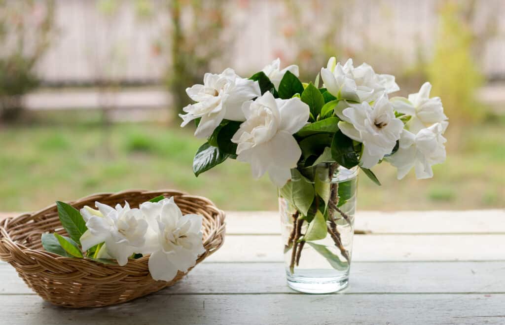 Gardenia bouquet in the glass of water and gardenia in the wicker basket, all of them put on the wooden table.