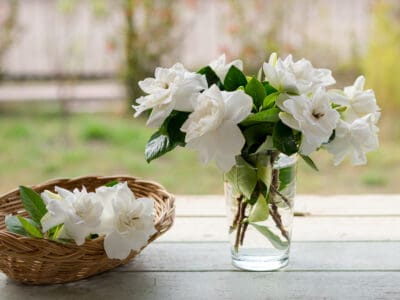 A Gardenia Flowers: Meaning, Symbolism, and Proper Occasions