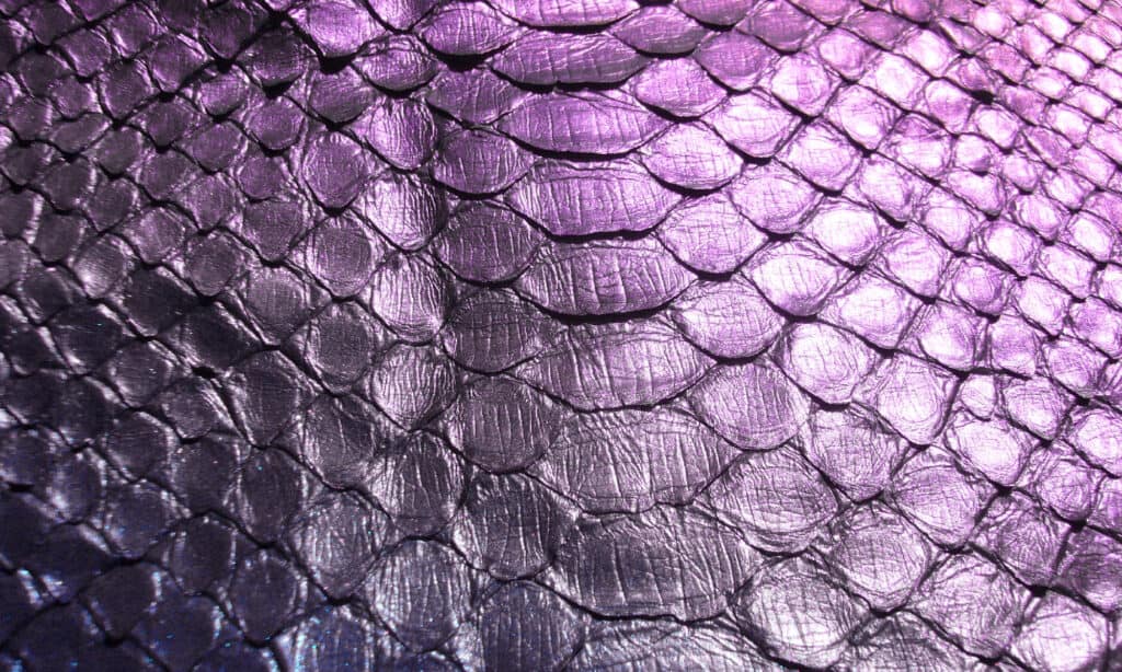 Purple python skin