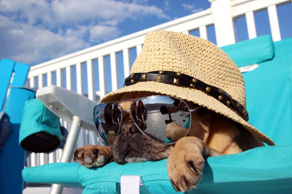 Pug with sunglasses and a straw hat lounging on a deck chair