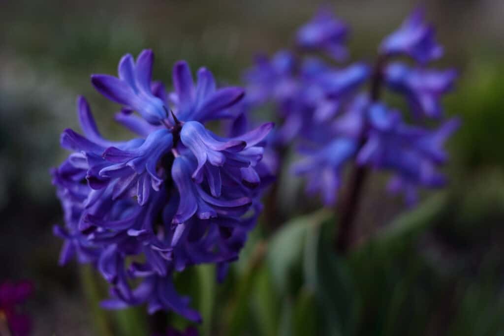 Hyacinth