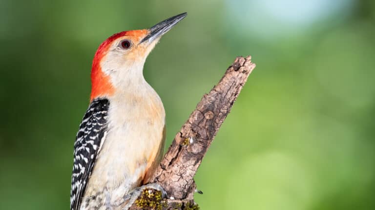Red-Bellied Woodpecker Perched on a Branch
