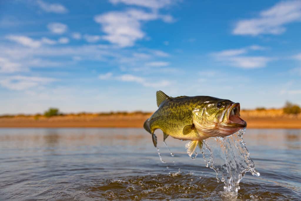A photo of a largemouth bass leaping in the air. 