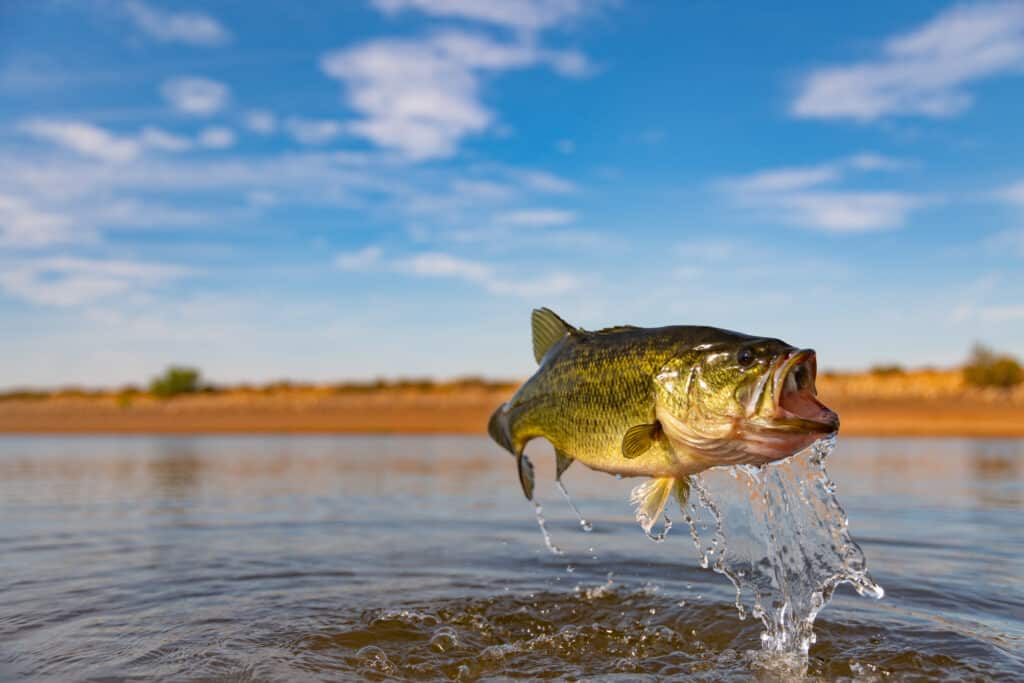 Largemouth Bass