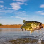 Largemouth bass is an incredible sport fish.